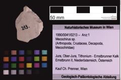 Foto (Objekt + Etiketten) von Mecochirus sp. (NHMW-GEO-1990-0041-0213)